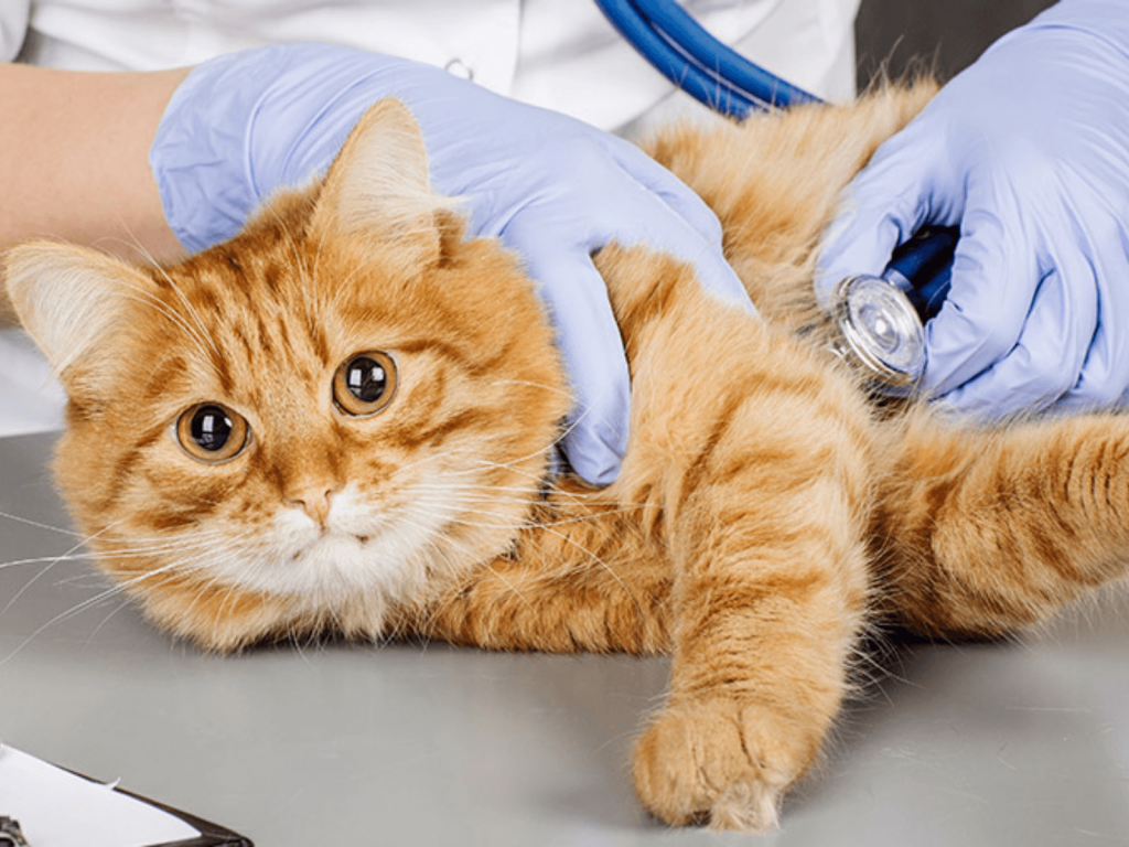 Нужно делать стерилизацию кошке?